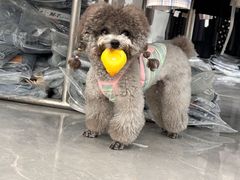 -探花·意境江南菜·唐伯虎文化体验店·松鼠桂鱼(观前店)