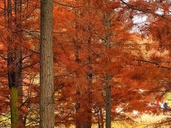 -白鹭湾湿地公园