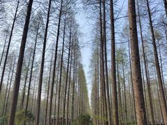 -黄海国家森林公园