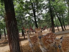 -秦皇岛野生动物园