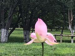 -莲花池公园