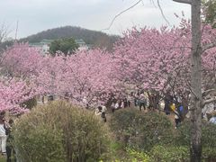 -武汉大学-樱园