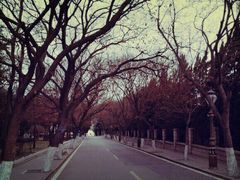 -八大关景区