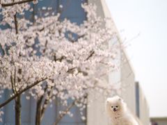 -龙美术馆(西岸馆)
