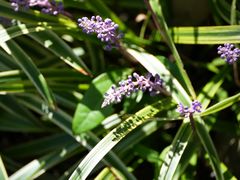 -上海吴淞炮台湾国家湿地公园
