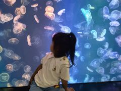 -烟台海昌鲸鲨海洋公园