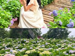 -天适樱花悠乐园