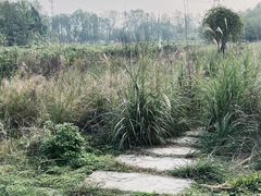 -桤木河湿地公园