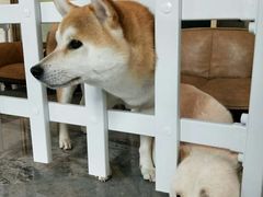 -上海崇明金茂凯悦酒店