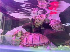 -山东柏宁水族批发广场