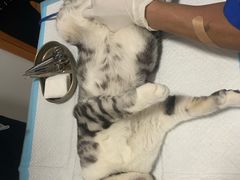 -灵美宠物诊所
