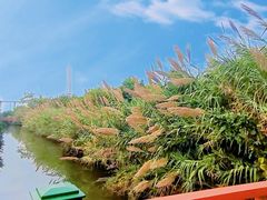 -芒洲湿地公园