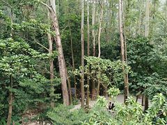 -火炉山森林公园