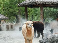 -上海野生动物园