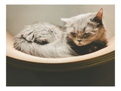 -飞行喵MR PILOT|猫舍·猫咖(静安大融城店)