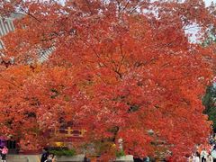 -香山公园