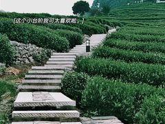-龙井村