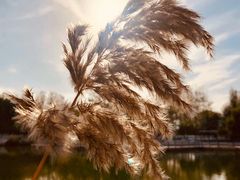 -大兴滨河森林公园