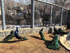 -石家庄市动物园