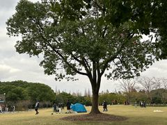-上海滨江森林公园
