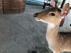 -鹿境梅花鹿生态园区