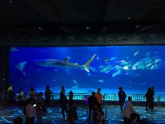 -烟台海昌鲸鲨海洋公园