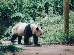 -中国大熊猫保护研究中心雅安碧峰峡基地