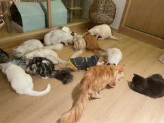 -猫腻·猫咖·撸猫馆(星光大道店)