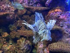 -上海海洋水族馆