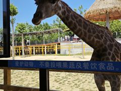 -西霞口神雕山野生动物世界