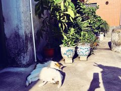 -达濠古城