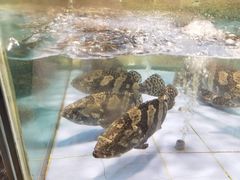 -旺顺阁海鲜广场(亚运村店)