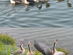 -海珠湖公园