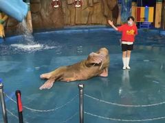 -烟台海昌鲸鲨海洋公园