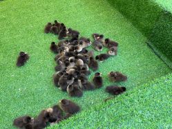 -萌宠亲子动物乐园(槐房万达店)