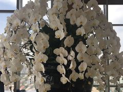 -视界美食自助餐厅·石家庄希尔顿酒店