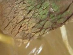 -苏氏牛肉面(丰北桥店)