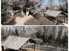 -青藏高原野生动物园