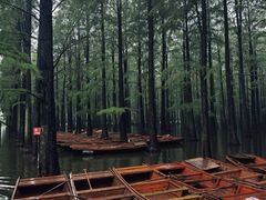 -渌洋湖湿地公园