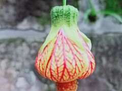 -中国观音故里广德景区