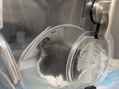 -四月宠物医院·猫专科·心脏专科·内科(转塘店)