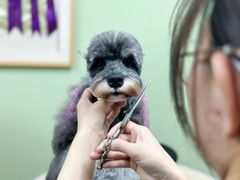 -鑫艺宠物美容培训学校