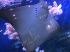 -烟台海昌鲸鲨海洋公园