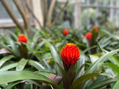 -中国科学院华南植物园
