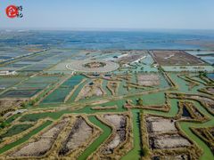 -泗洪洪泽湖湿地景区