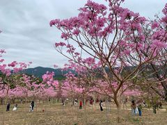 -天适樱花悠乐园