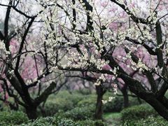 -梅花山(明孝陵内)