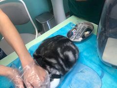 -欧奕国际动物医院