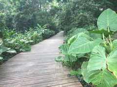 -广西壮族自治区药用植物园
