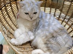 -藏猫猫咖啡主题馆(中央大道店)